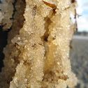 Herring Spawn