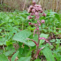 Common Butterbur/Navadni repuh