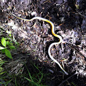 Ring-necked snake