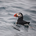 Atlantic Puffin