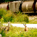 White-Tailed Deer
