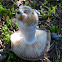 Russula