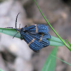 Lycidae - Blue and Orange Net-Winged Beetle