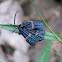 Lycidae - Blue and Orange Net-Winged Beetle