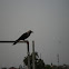 House crow
