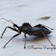 Wheel bug