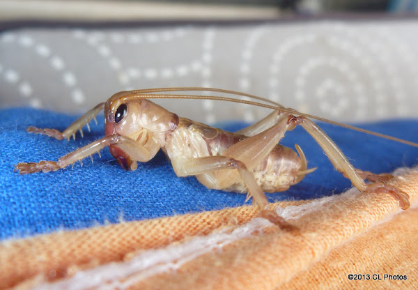 Striped Raspy Cricket Project Noah