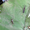 Water Strider