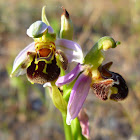 bee orchid