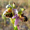 bee orchid