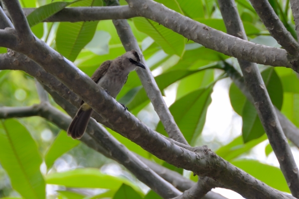 Yellow-vented Bulbul