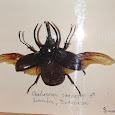 Preserved animals