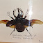 Atlas Beetle (preserved)