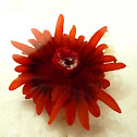 Anemonia alicemartinae