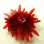 Anemonia alicemartinae