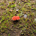 red velvet mite