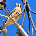 American Kestrel