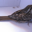 short-toed treecreeper; agateador común