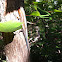 Five lined skink