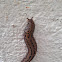 Great Slug or Leopard Slug