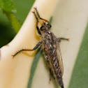 Robber Fly