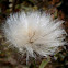 Tussock Cottongrass