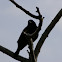 Red-winged Blackbird