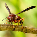 Paper wasp