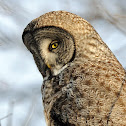 Great Gray Owl