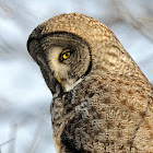 Great Gray Owl