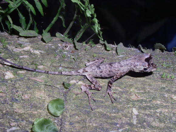 Spotting Image 1