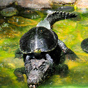 Spectacled Caiman