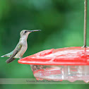 Female Ruby-throated Hummingbird