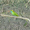 Green Bee-eater