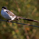 Fork-tailed Flycatcher