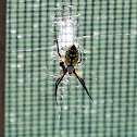 Yellow Garden Spider