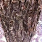 American elm