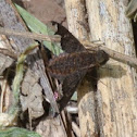 Sinuous Bee Fly