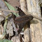 Sinuous Bee Fly