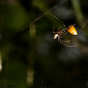 Kleptoparasitic Spiders