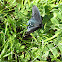 Pipevine Swallowtail