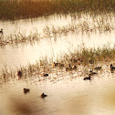 Lesser Whistling Duck
