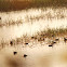 Lesser Whistling Duck
