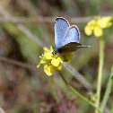 Silvery Blue