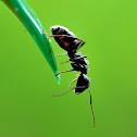 Carpenter Ant