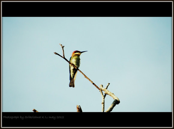 Spotting Image 1