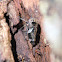 Mottled-head Gum-leafhopper