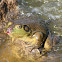 Bullfrog