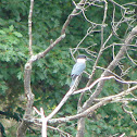 Belted Kingfisher