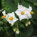 Tomatillo de Hojas Blancas / Silver Nightshade